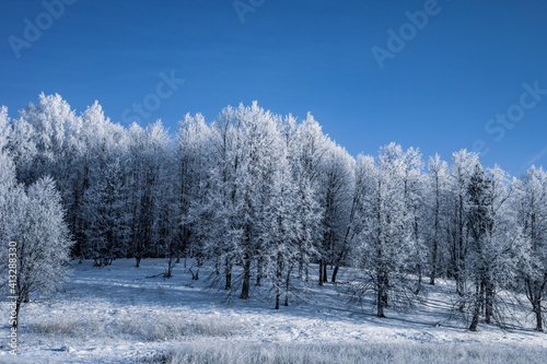 Wallpaper Mural Winter Christmas idyllic landscape. White trees in the forest covered with snow, drifts and snowfall against the blue sky on a sunny day in nature outdoors, blue tones Torontodigital.ca