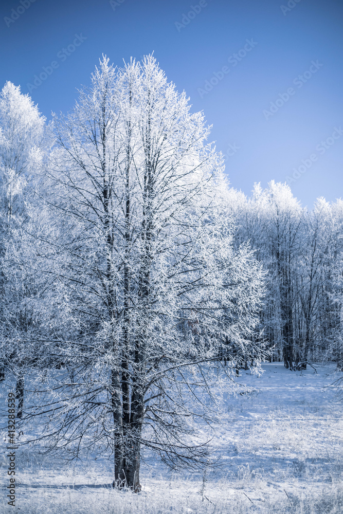 Winter Christmas idyllic landscape. White trees in the forest covered with snow, drifts and snowfall against the blue sky on a sunny day in nature outdoors, blue tones Winter Christmas idyllic landscape. White trees in the forest covered with snow, drifts and snowfall against the blue sky on a sunny day in nature outdoors, blue tones
