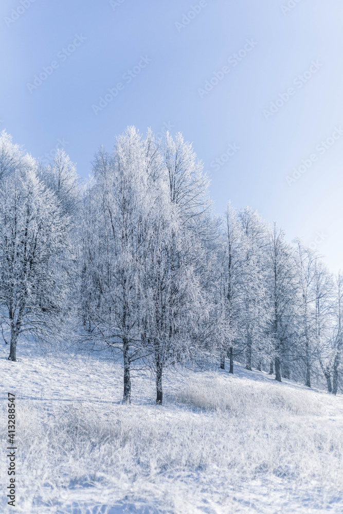 Winter Christmas idyllic landscape. White trees in the forest covered with snow, drifts and snowfall against the blue sky on a sunny day in nature outdoors, blue tones