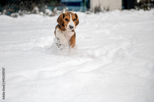 szczęśliwy szczeniak beagle podczas zabawy na śniegu 