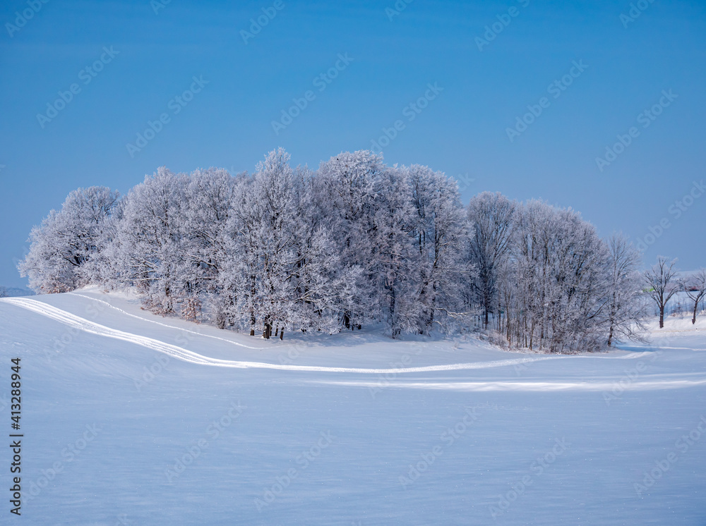 Obraz premium gefrorener Winterwald bei eisiger Kälte