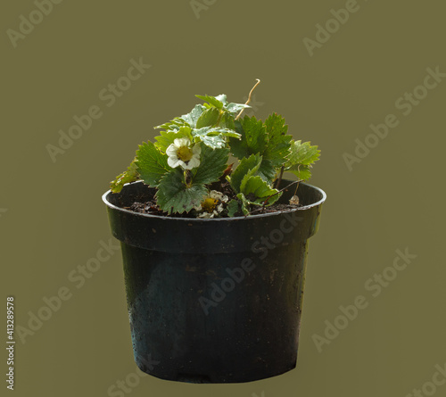 Garden strawberry seedlings. photo