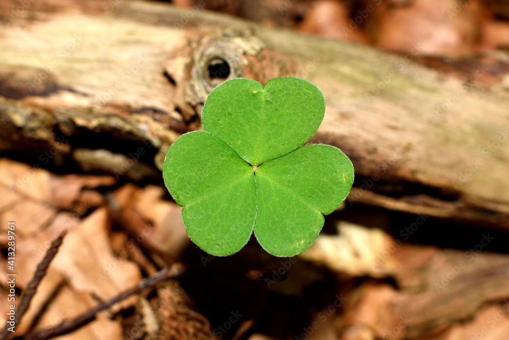 green, fresh clovers in a beech forest green, fresh clovers in a beech forest