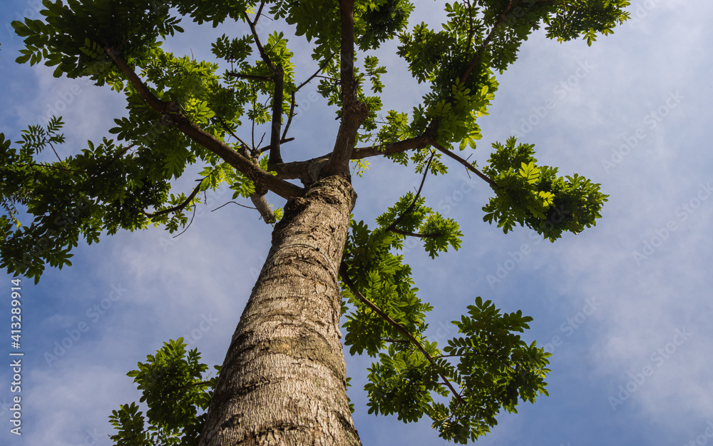 Fototapeta premium Green Jungle Tree against blue sky, with some withe clouds . Nature Concept. Look Up View in Tropical Forest. Looking up to the sky along a tree trunk. Close up a tropical tree 