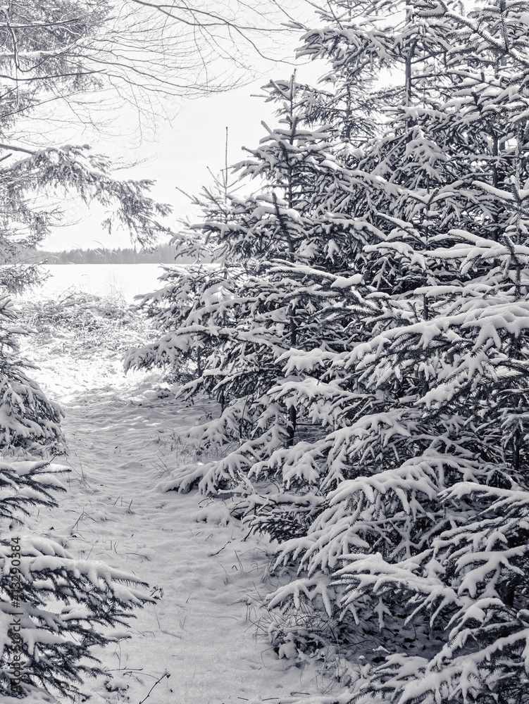 Fußweg durch eine verschneite Fichtenschonung in winterlichem Wald. Monochrome Darstellung.