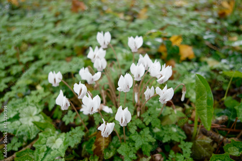 Cyclamens sauvage en forêt