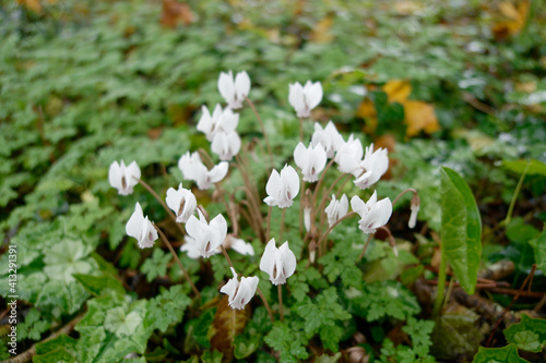 Obraz na płótnie Cyclamens sauvage en forêt w salonie