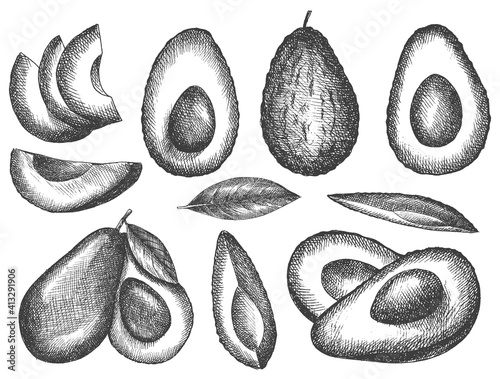 avocado set. vector illustration. hand-drawn. sketch in old style. isolated.