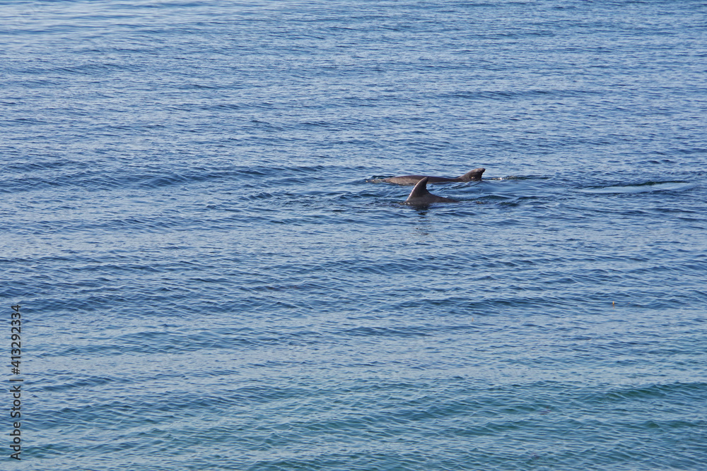 Fototapeta premium View of the back fins of two dolphins cruising the beachfront ocean water in southern California