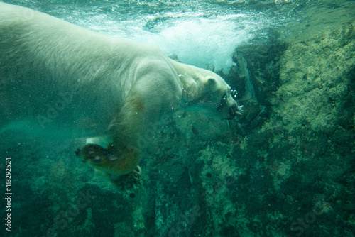 Polar bear swimming in an aquarium / Polar bear at the zoo / Asahiyama Zoo, Hokkaido  photo