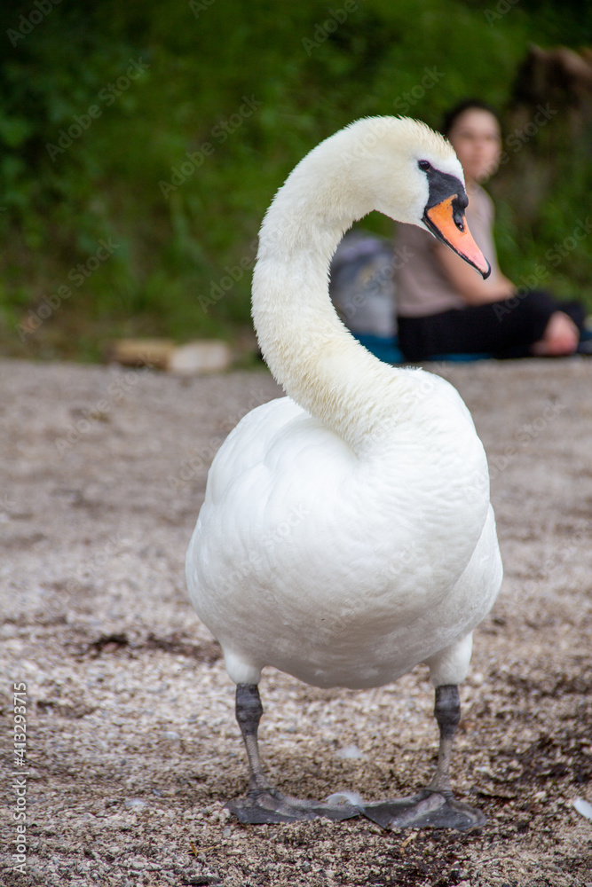 Fototapeta premium Swan at a lake