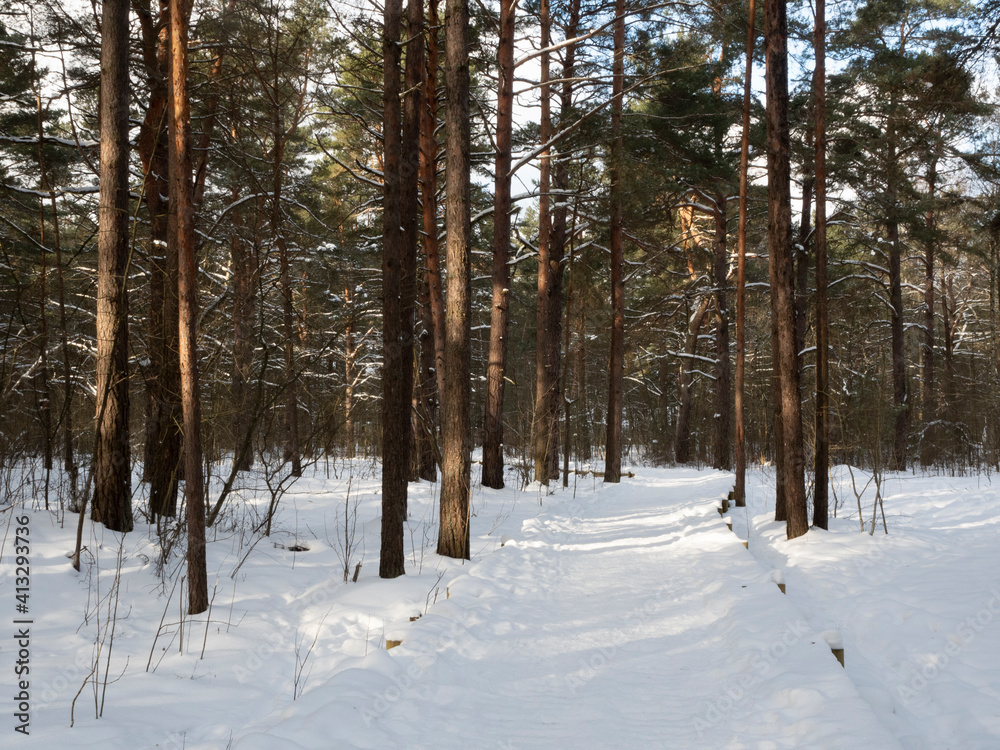 A snowy wooden footbridge leads through a pine forest on a sunny, cold winter day. A snowy wooden footbridge leads through a pine forest on a sunny, cold winter day.