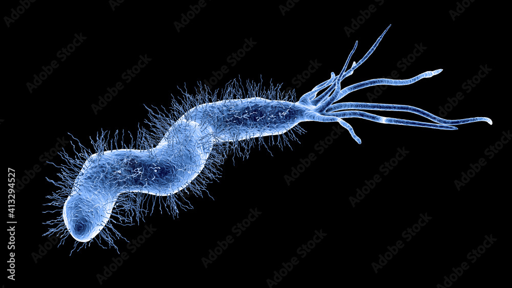 Obraz premium Helicobacter pylori bacterium