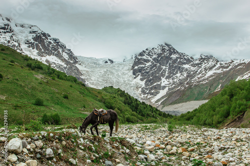Horse on a pasture with great view of the mountains. Brown horse roaming free in meadow in summer,Svaneti,Georgia. Horse in mountain valley glacier in background.Lost in wilderness.Adventure concept.