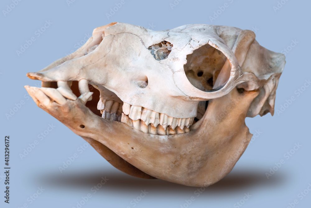 Naklejka premium Wild animal skull in conservation, natural history in Guatemala, Central America.