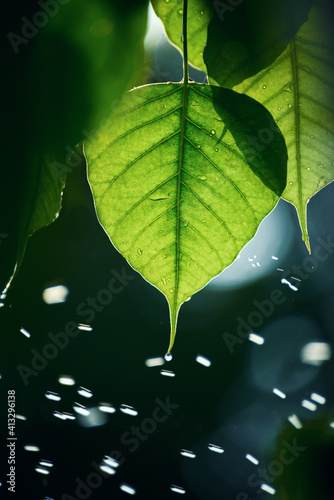 Green Bo leaf with Sunlight  in the morning, Bo tree  representing Buddhism in thailand. photo