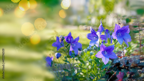 Fototapeta Naklejka Na Ścianę i Meble -  Purple flower bells blooms in the garden. Delicate blue flowers in the shape of a bell.