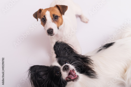Two little cute dogs Jack Russell Terrier and Papillon breed on a white background
