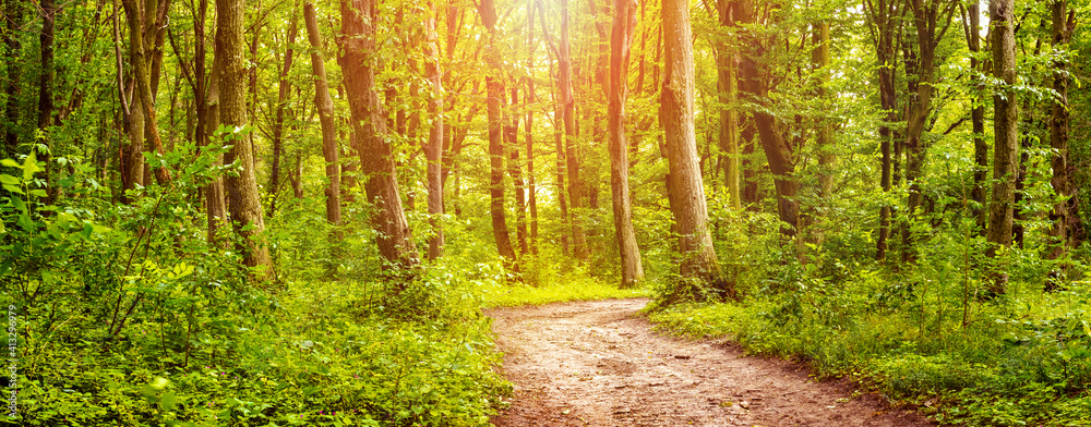 Fototapeta premium Summer forest with road between trees and fresh greenery at sunset, panorama