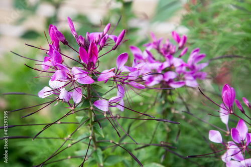 Pink cleome flowering plant. Closeup