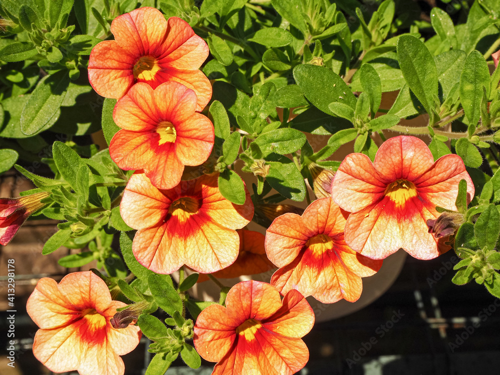 Closeup of pretty orange flowers and green leaves on a Petunia plant, variety Celebration Orange