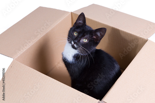 A cute three month old black tuxedo kitten in a cardboard box photo