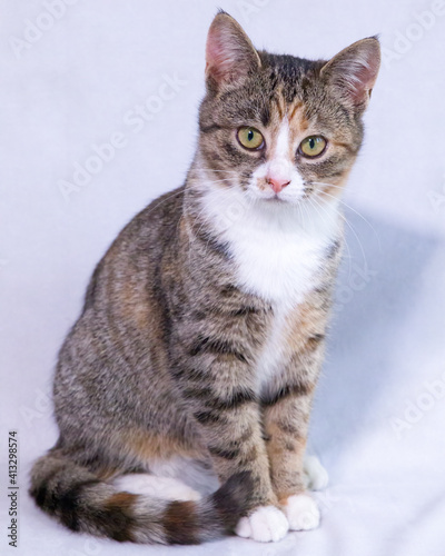 A cute Mackerel tabby colored kitten isolated on a white background
