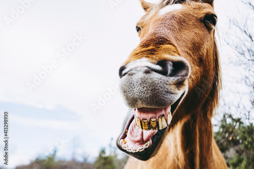 Portrait rapproché d'un cheval brun avec une tête drôle - Cheval qui rigole photo