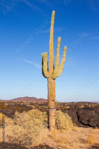 Sahuaro en el Desierto del Pinacate en Sonora México.