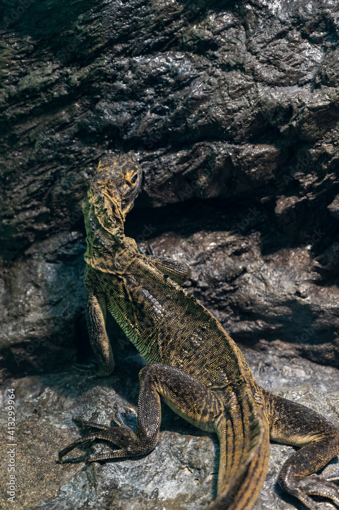 Lézard