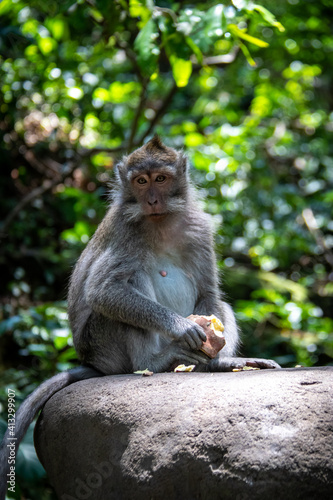 Singe de la forêt des singes d'Ubud à Bali, Indonésie