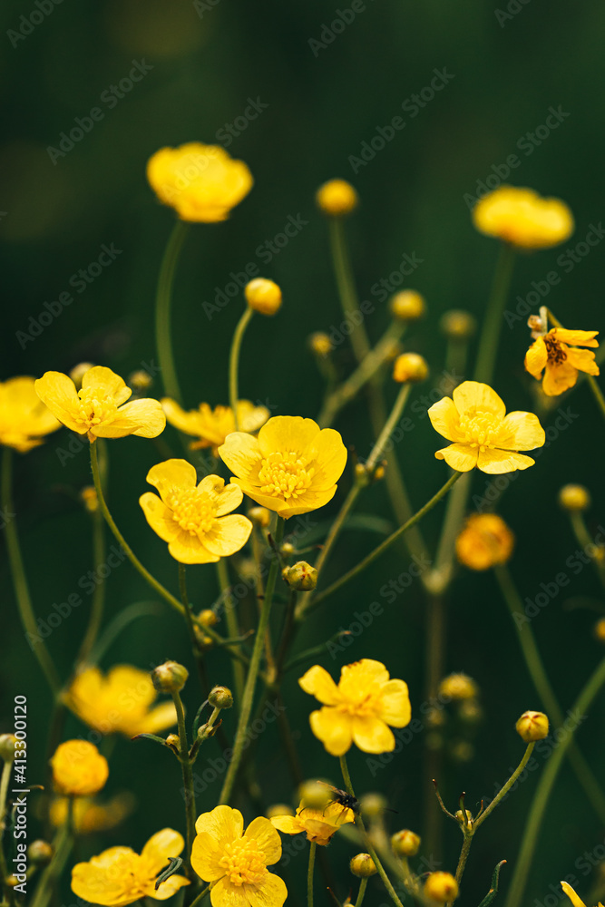 Green Spring Forest. Plant Ranunculus Acris With Yellow Flowers On Background Tall Trees