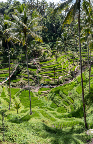 Rizière verdoyante à Bali, Indonésie