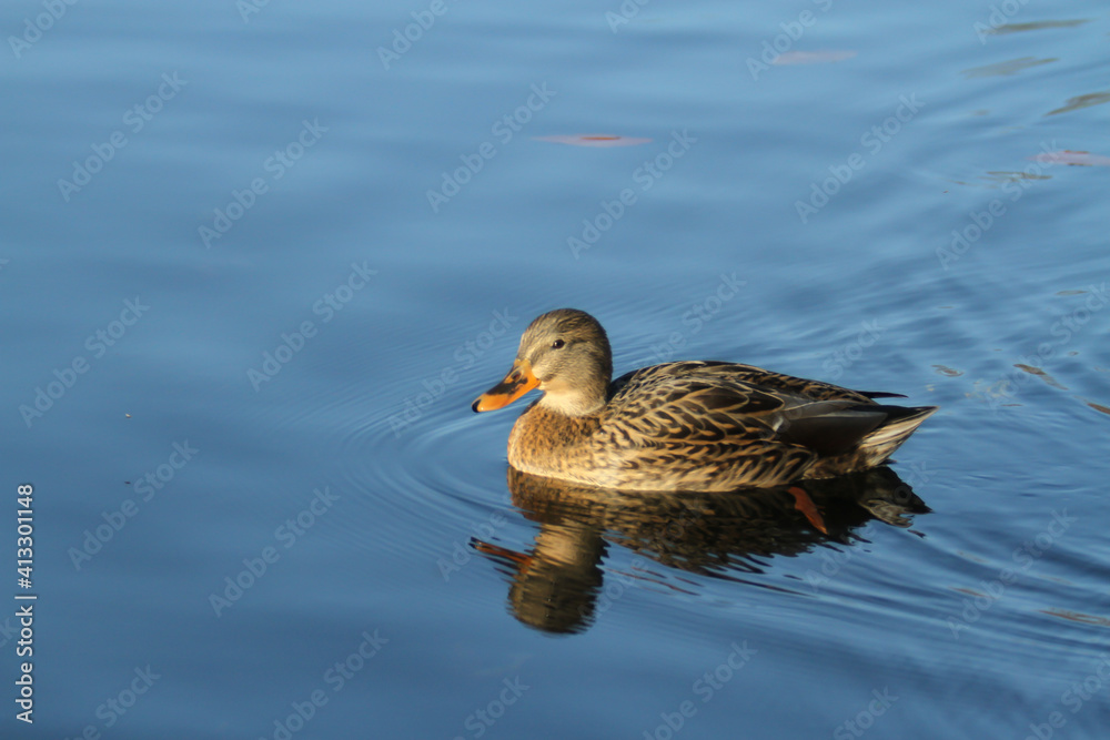 Single Female Mallard in Water Single Female Mallard in Water