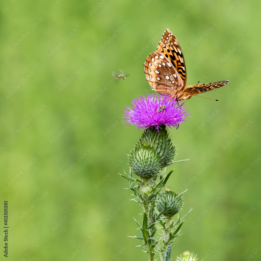 Great Spangled Fritillary on Thistle Great Spangled Fritillary on Thistle