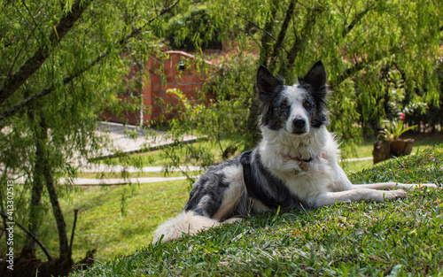 border collie dog