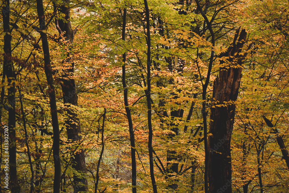 Obraz premium a cloudy day in the magical forest during autumn season with fog and colorful leaves