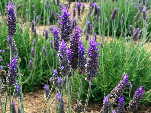 Fototapeta Naklejka Na Ścianę i Meble -  lavender flowers 