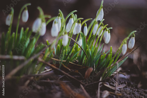 Snowdrop, a cute little flower. Nature and Garden. Snowdrop is one of the first flowers to bloom at the end of winter. snowdrops in the forest in the meadow 