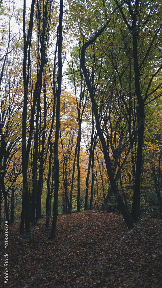 a cloudy day in the magical forest during autumn season with fog and colorful leaves