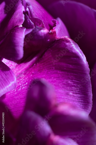 Fototapeta Naklejka Na Ścianę i Meble -  Vertical background with tulip flower part. Violet purple petals macro photo