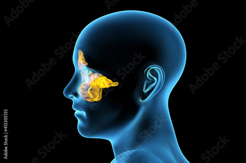 Anatomy of paranasal sinuses