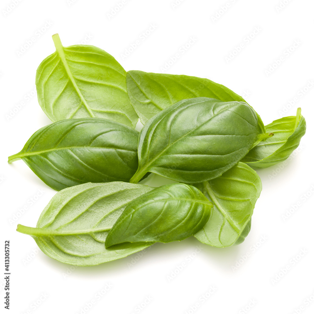 Sweet basil herb leaves handful isolated on white background closeup Sweet basil herb leaves handful isolated on white background closeup