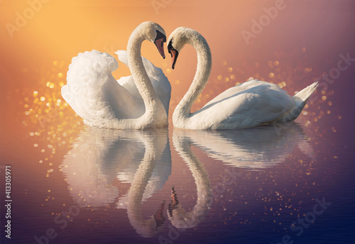 Fototapeta Naklejka Na Ścianę i Meble -  Couple of swans and reflection on the water
