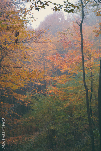 a cloudy day in the magical forest during autumn season with fog and colorful leaves