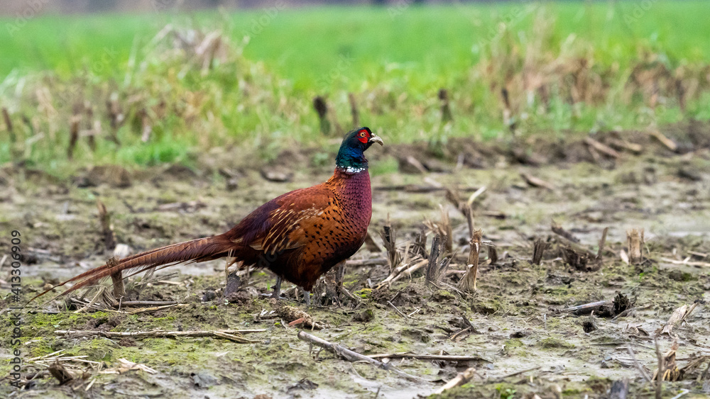 Fototapeta premium pheasant male in the wild