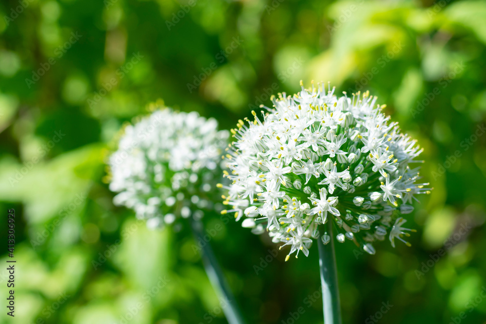 Blooming onion plant in bright sunlight at summer.Cultivation of vegetarian food is growing on garden bed Blooming onion plant in bright sunlight at summer.Cultivation of vegetarian food is growing on garden bed