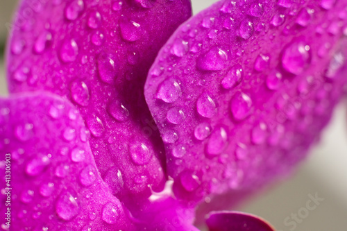 Close up view of beautiful orchid flowers petals in bright magenta color.Blooming Phalaenopsis flower with water drops on petals