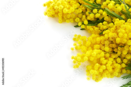 Mimose yellow spring flower brunch isolated on white background.