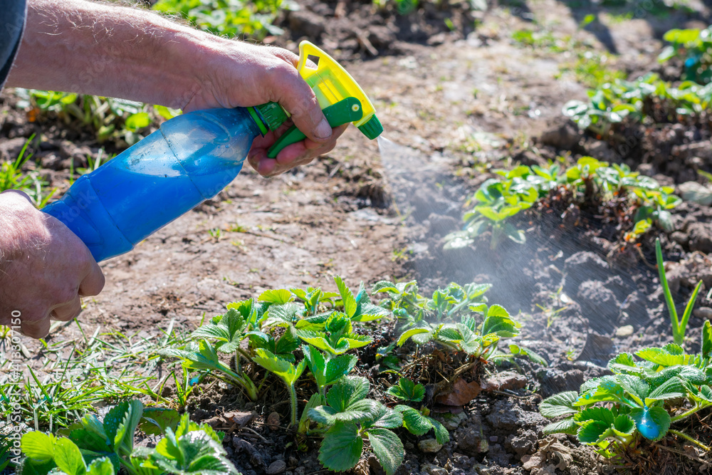 Naklejka premium Gardener is spraying young green strawberry bushes by Bordeaux mixture (also called Bordo Mix) from bottle to protect it and prevent infestations of downy mildew, powdery mildew and other fungi.